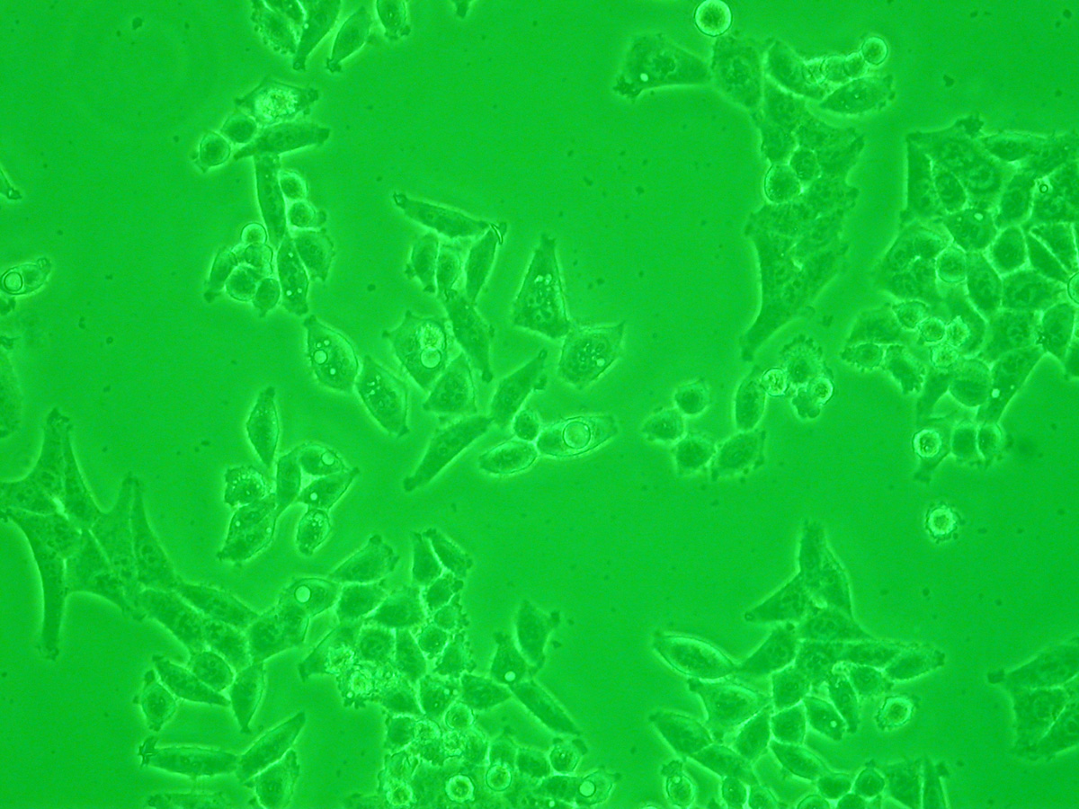 分子生物学研究示意图